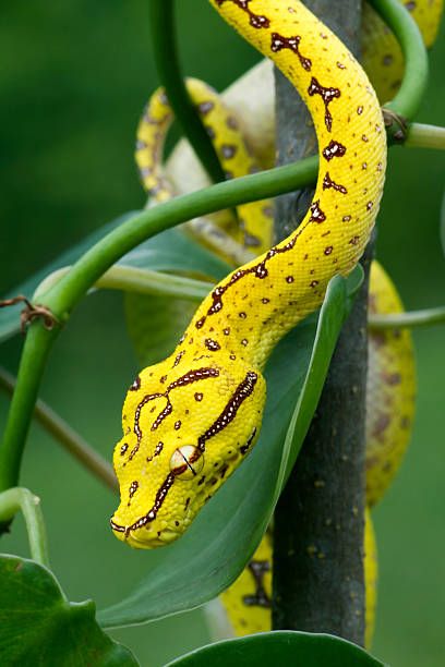 Green Tree Python, Tree Python, Yellow Snake, Albino Animals, Cute Reptiles, Reptile Snakes, Beautiful Snakes, Green Tree, Reptiles And Amphibians