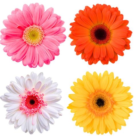 Daisy Meaning, Daisy Flower Arrangements, Gerbera Flower, Pink Gerbera, Gerbera Daisies, Edible Paper, Flower Delivery Service, Flower Names, Gerbera Daisy