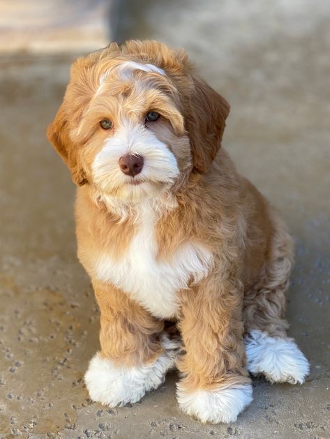 Labradoodle Puppies For Sale - Brookside Labradoodles Pet Dog Tattoo, Labradoodle Grooming, Mini Labradoodle Puppy, Big Dogs Breeds, Biggest Dog In The World, Labradoodle Puppies For Sale, Biggest Dog, Cute Fluffy Dogs, Labradoodle Puppies