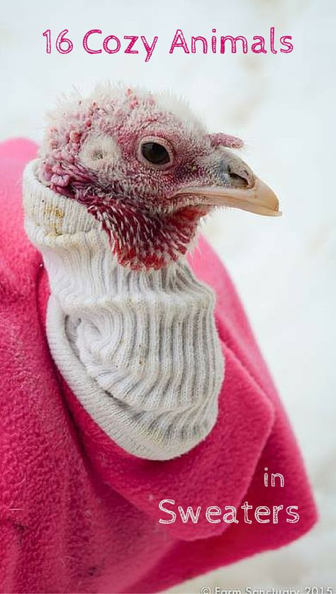 These adorable rescue animals are staying warm in stylish knitwear. <3 Animals In Sweaters, Animal Wallpaper Aesthetic, Cozy Animals, Pet Turkey, Raising Turkeys, Turkey Bird, Stylish Knitwear, Animal Sweater, Animal Portraits Art