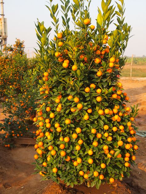 Kumquat Tree, Fruit Bearing Trees, Tet Holiday, Vietnam Holidays, House Smell Good, Sandwich Bag, Growing Gardens, Palm Coast, Fruit Tree