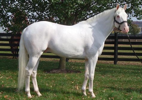 Albino Horse, Thoroughbred Stallion, American Saddlebred Horses, Pinto Horse, American Saddlebred, American Quarter Horse, Appaloosa Horses, Grey Horse, Thoroughbred Horse