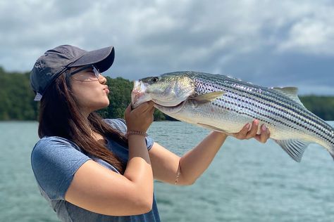 Best Bait for Striped Bass and How to Use It Striper Fishing, Striped Bass Fishing, Bass Bait, Topwater Lures, Bass Lake, Bass Fishing Tips, Striped Bass, Surf Fishing, Fly Fishing Rods