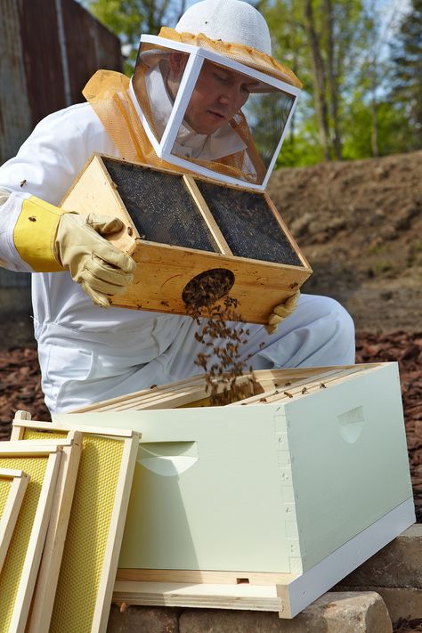 5 Steps to Start a Beehive in Your Backyard Log Beehive, Bee Hive Setup, Backyard Beehive, Beekeeping For Beginners, Backyard Bee, Bee Hive Plans, Raising Bees, Bee Colony, Backyard Beekeeping