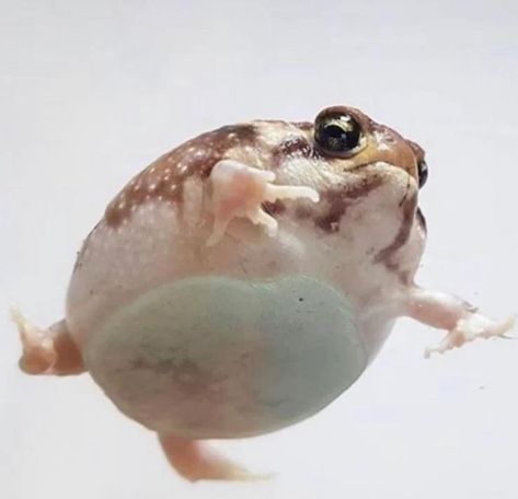 Rain Frogs, Rain Frog, Small Frog, Fun Sized, A Frog, Frogs, A Small, Egg, Water