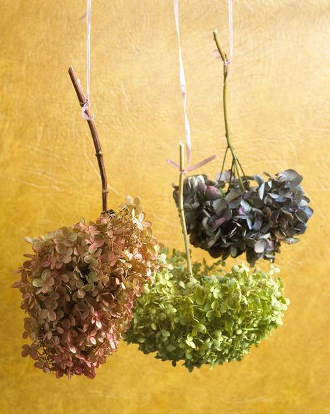 Drying Hydrangeas, Dry Hydrangeas, Flower Drying, Drying Flowers, Dried Flowers Diy, Flowers Hydrangea, Flower Farming, Preserved Hydrangea, Hydrangea Bloom