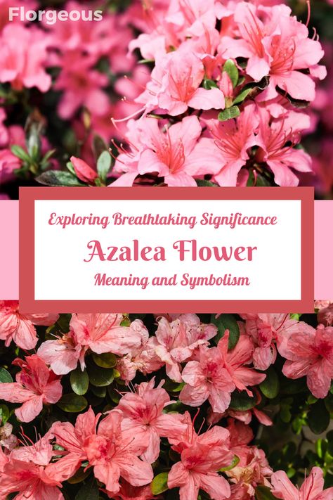 Uncover the captivating Azalea flower meaning and symbolism. Learn about the diverse meanings associated with different Azalea colors, such as pink, white, and red. Discover how these exquisite blooms have inspired art, literature, and gardens across the world. Whether you're seeking to send a heartfelt message or adorn your space with natural beauty, explore the enchanting world of Azalea symbolism. Azalea Flower Meaning, Azalea Meaning, Azalea Name, Azalea Flower Tattoo, Azalea Wallpaper, Azalea Tattoo, Azalea Color, White Azalea, Azalea Flower