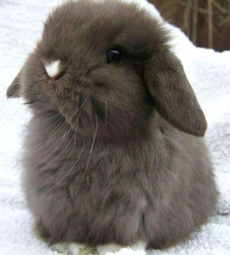 Bunnies Cute, Winter Bunny, Animals Cute, Cute Wild Animals, Baby Bunnies, Cute Funny Animals, Baby Animals