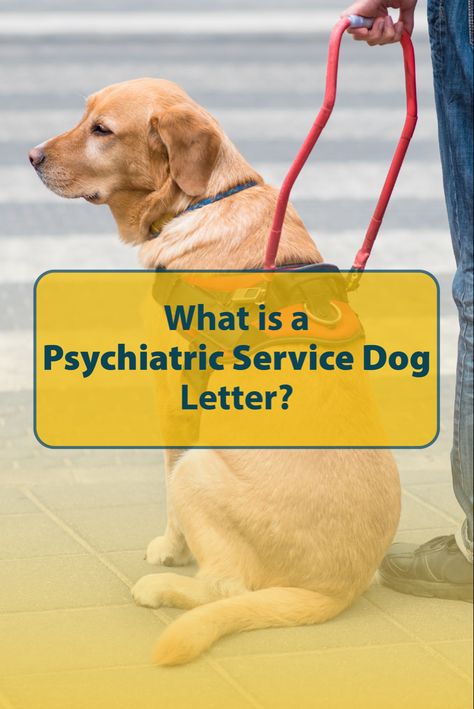 Service dogs that help to prevent and treat mental disorders are referred to as psychiatric service dogs Psychiatric Service Dog Tasks, Psychiatric Service Dog Training, Psychiatric Service Dog, Psychiatric Services, Service Dogs Gear, Support Letter, Belgian Malinois Dog, Service Dog Training, Malinois Dog