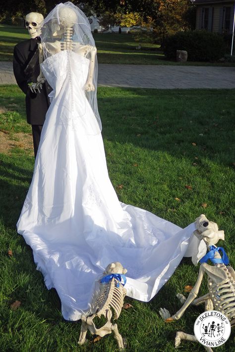 Skin-Ann looked lovely in her wedding dress. One of the skeletons worked through the night with only the light from the full moon to finish the dress in time! #skeletonwedding #funnywedding #outdoorskeletondisplay #familyhalloweendecor #hilariousskeletondisplays Outdoor Skeleton, Chaos Aesthetic, Skeleton Pics, Silly Skeleton, Stratford Ontario, Halloween Outside, Say Yes To The Dress, Skeleton Bones, The Proposal