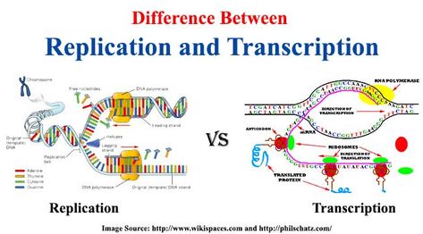 Difference between Replication and Transcription. DNA replication is the process of making two daughter strand while Transcription is synthesis of RNA. Dna Transcription, Biology Lesson Plans, Microbiology Study, Biology College, Biology Worksheet, Transcription And Translation, Dna Replication, Study Biology, Biology Classroom