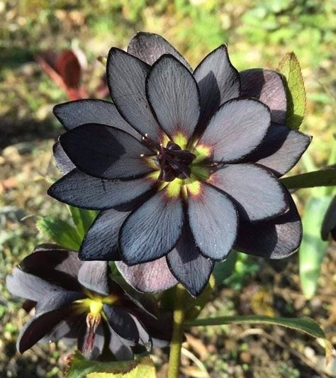 Nature can even paint a lotus flower black. 22 Photos That Prove Nature Will Never Get Tired of Surprising Us A Certain Darkness Is Needed, Goth Garden, Black Lotus, Gothic Garden, Black Garden, Unusual Plants, Unusual Flowers, Rare Flowers, Pretty Plants