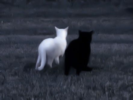 black, white, icon, matching, cat, pfp Black And White Cats, White Cats, Black And White, White, Black