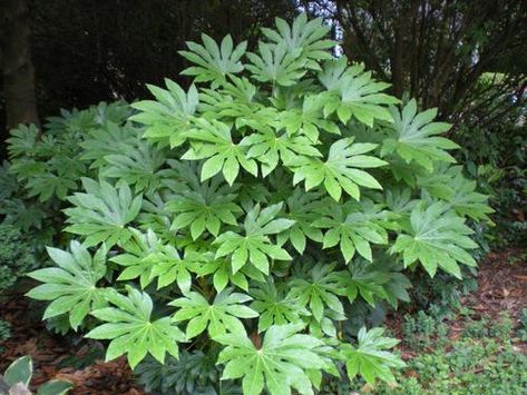 Shade Garden Perennials, Boarder Plants, Japanese Aralia, Big Leaf Plants, Fatsia Japonica, Garden Perennials, Shade Garden Design, Shade Garden Plants, Hosta Gardens