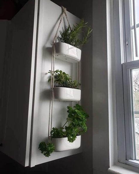 Hanging Herb Gardens Indoor, Hanging Herb Planter, Inside Herb Garden Ideas Kitchens, Kitchen Window Herb Garden Ideas, Herb Garden In Kitchen Small Spaces, Indoor Herb Garden Wall, Inside Herb Garden, Indoor Hanging Herb Garden, Wall Herb Garden