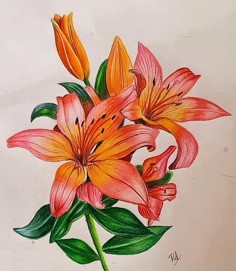 Flowers, pencil sketching, art, colourful Colour Pencil Shading Flowers, Flower Art Colored Pencil, Colour Pencil Flower Art, Lily Flower Drawing Color Pencil, Colour Pencil Art Flowers, Flower Drawing With Pencil Colour, Flower Sketch Color, Pencil Art Colour, Colored Pencil Art Flowers