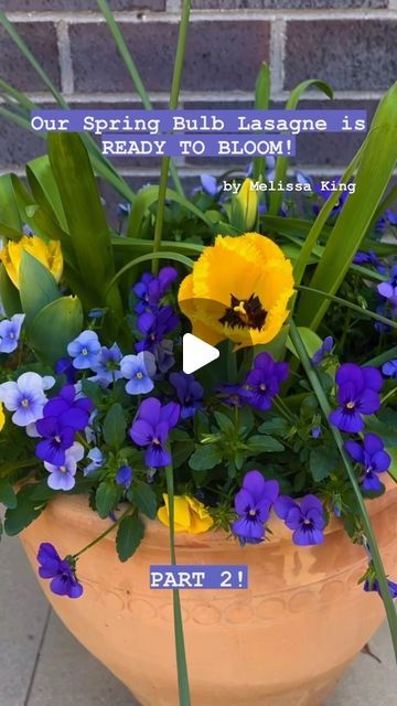 Love The Garden Australia on Instagram: "Remember Melissa’s bulb Lasagne project? 🌷 Lots of you wanted to know how it worked out, so we documented its growth every step of the way and this is the result. 🙌
.
.
.
.
.
#bhgaus #gardenhacks #bulbplanting #flowerbulbs #aussiegardener #containergardening #gardentips #springflowers #gardenknowhow #pottedgarden" Bulb Lasagne Combinations, Bulb Lasagne, Garden Australia, Magic Garden, Bulb Flowers, Planting Bulbs, Container Gardening, Garden Pots, Gardening Tips