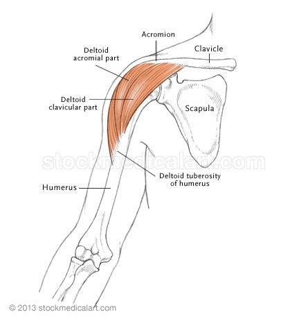 deltoid muscle Deltoid Muscle, Muscle Diagram, Muscle Anatomy, Art Library, Shoulder Muscles, Medical Art, Character Designs, Muscles, Anatomy