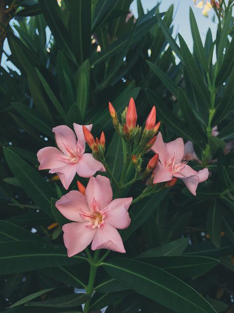 Tropical Collage, Africa Aesthetic, Aesthetic Wallpaper Pink, Vsco Photography, Kawaii Panda, Aesthetic Flowers, Flowers Aesthetic, Aesthetic Nature, Plant Wallpaper