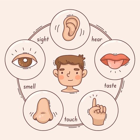 5 senses infographic design | Free Vector #Freepik #freevector #five-senses #senses #explanation #infographic-design 5 Senses Drawing, Five Senses Drawing, Five Senses Illustration, Senses Drawing, Earth Creature, The 5 Senses, 3d Wallpaper Cute, Mental Health Activities, Kindergarten Learning Activities