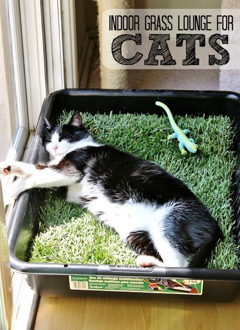 Make a grass lounge for your indoor cat with a cement mixing pan and a sheet of sod from your local hardware store. (Only $10 for the tray and sod, new sod costs about $2.50 in our area and lasts up to 5 days indoors.) Diy Jouet Pour Chat, Katt Hus, Katt Diy, Katt Grejer, Kat Diy, Chat Diy, Diy Cat Toys, Lady Cat, Cat Hacks