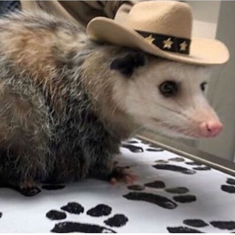 Possum Cute, Boy Gang, Cowboy Hat, Its My Birthday, Ferret, My Birthday, Violet, Cowboy