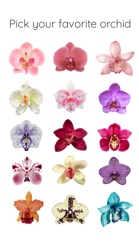 Pick your favorite orchid #orchid #colorful #flowers #tropical #pick #thisorthat Aesthetic Orchids, Wallpaper Backgrounds Aesthetic, Flowers Tropical, Apple Stickers, Orchid Color, Backgrounds Aesthetic, Flower Icons, Highlight Cover, Pretty Plants