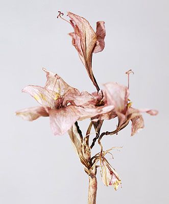 Wilted Flowers, Dry Flowers, No Rain, Final Fantasy Vii, Ikebana, Plant Life, Flowers Photography, Botanical Art, A Flower