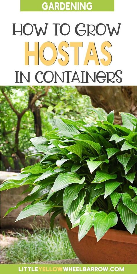 Hostas In Containers, Hostas In Pots, Plants In Containers, Shade Loving Perennials, Hosta Plants, Beautiful Plants, Parts Of A Plant, Container Flowers, Growing Herbs