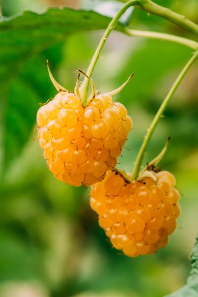 Golden Raspberries, How To Grow Raspberries, Grow Raspberries, Raspberry Plant, Growing Raspberries, Types Of Berries, Raspberry Plants, Plant Benefits, Senior Project