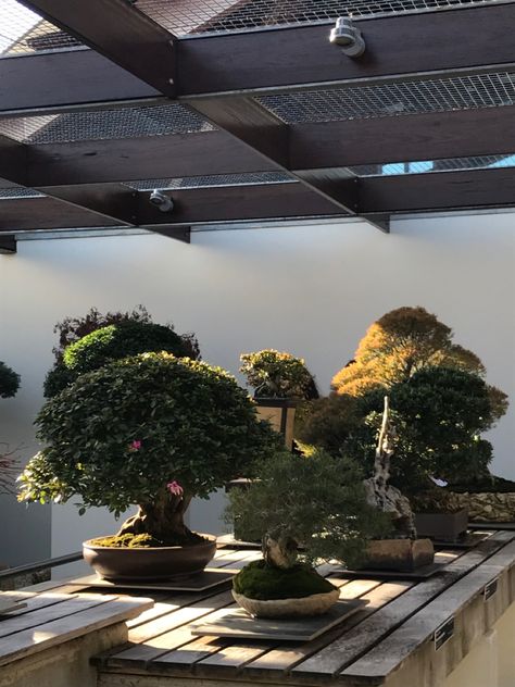 #sunkissed #daytime #bonsai #garden #plant #greenhouse #gardenideas #aesthetic Bonsai Plants Aesthetic, Bonsai Greenhouse, Bonsai Tree Aesthetic, Plant Apartment Aesthetic, Aesthetic Bonsai, Bonsai Aesthetic, Plant Greenhouse, Plant Apartment, Red Bedroom Decor