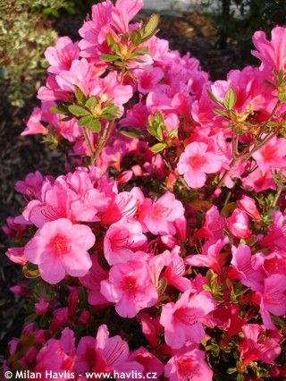 Azalea japonica 'AMOENA'  (Japanese azalea) Azalea Japonica, Tree Identification, Mountain Laurel, Home Tech, Secret Garden, Access Denied, Planting Flowers, Fashion Home, Plants