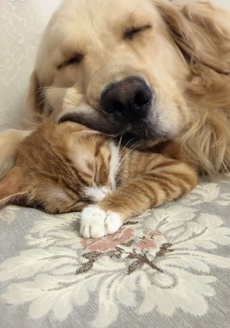 Dog Cuddles, Dog Best Friend, Cat Cuddle, Animals Friendship, Puppies And Kitties, Dog Facts, Kittens And Puppies, Cat Aesthetic, Dog And Cat