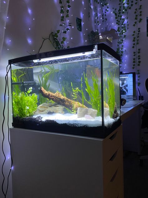 Aquarium Aesthetic Home, Diy Fish Tank Decor, Fish Tank Set Up, Fish Tank Ideas Decorations, Bedroom Aquarium, Fish Tank Aesthetic, Fish Tank Themes, Fish Tank Terrarium, Plants In Jars