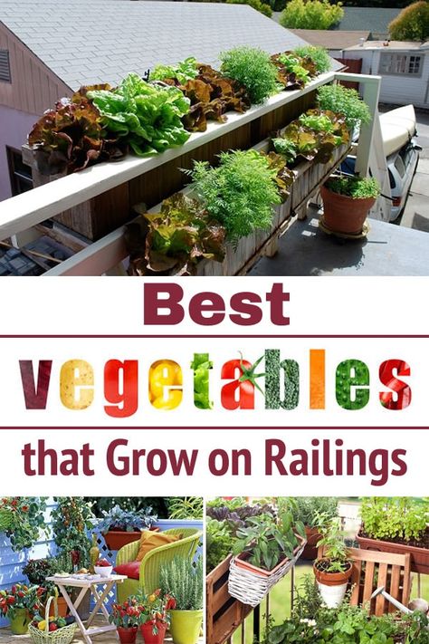 If you are looking for Vegetables that Grow on Railings for your balcony, patio, or deck garden then you'll find this list helpful! Plants On Deck, Apartment Vegetable Garden, Apartment Patio Gardens, Balcony Herb Gardens, Deck Railing Planters, Deck Planters, Best Vegetables, Apartment Balcony Garden, Balcony Planters