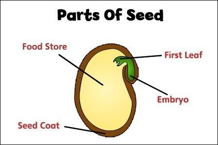 parts-of-seed - kids science experiment Parts Of A Seed, Kids Science Experiment, March Lessons, Plant Lessons, Science Experiments Kids Easy, Human Respiratory System, Montessori Toddler Activities, Nature School, Easy Science Experiments