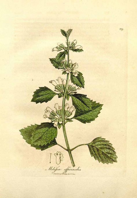 81270 Melissa officinalis L. / Woodville, W., Hooker, W.J., Spratt, G., Medical Botany, 3th edition, vol. 3: t. 119 (1832) Vintage Botanical Prints, Plant Drawing, Botanical Painting, Botanical Beauty, Witch Art, Lemon Balm, Botanical Drawings, Plant Illustration, Line Illustration