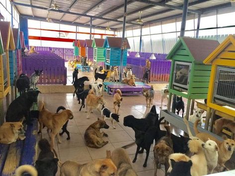 Indoor Dog Park, Liz Tomforde, Animal Rescue Center, Pet Adoption Center, Cat Sanctuary, Dog School, Dog Pen, Dog Rooms, Indoor Dog