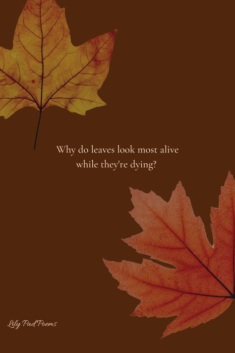 A poems about Fall / Autumn: Why do leaves look most alive while they're dying? Dry Leaves Quotes, Quotes On Dry Leaves, Quotes On Leaves, Autumn Leaves Poem, Maple Leaf Quotes, Fallen Leaves Quotes, Leaf Quotes Leaves, Quotes About Leaves, Autumn Leaves Quotes