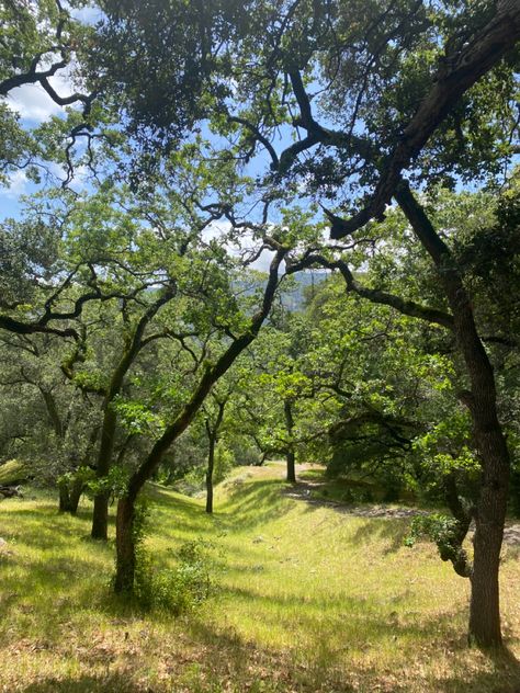 Oak Forest Aesthetic, Oak Tree Forest, Whimsy Garden, Landscape References, Cottagecore Forest, Happy Birthday Steve, Oak Forest, Forest Photos, Northern Arizona