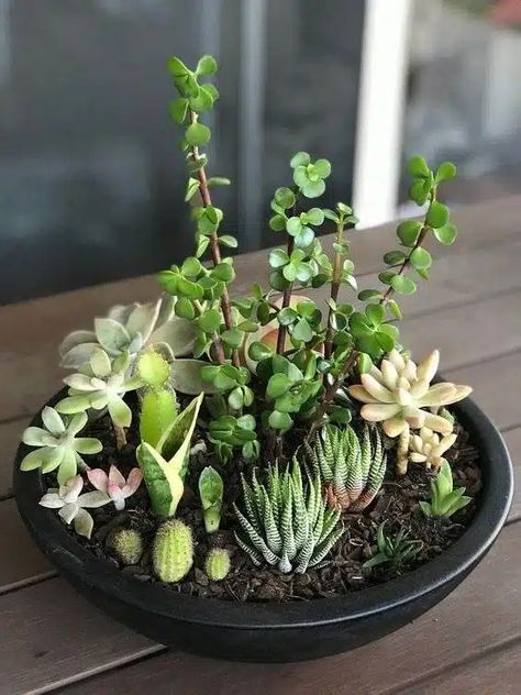 15 Mesmerizing Cactus and Succulent Dish Garden Ideas Large Potted Succulents Outdoor, Garden Dish Ideas, Garden Succulents Ideas, Succulent Pot Garden, Succulent Basket Ideas, Decorating With Succulents Indoors, Plant Succulents In Containers, Succulent Arrangements Indoor, Succulent Garden Bed