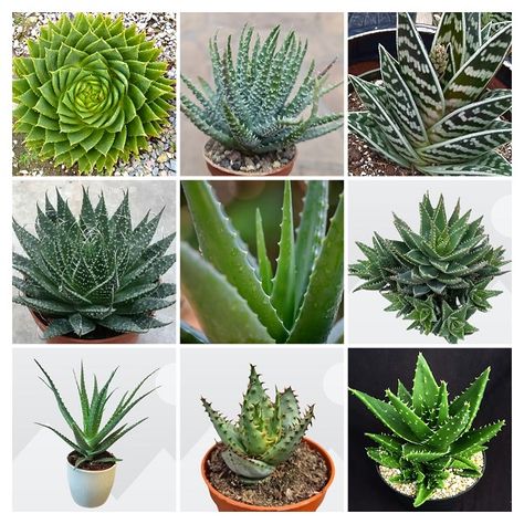 15 Types of Aloe Succulent Plants with Names and Pictures Names Of Succulent Plants, Succulents Names And Pictures, Types Of Succulents With Pictures, Types Of Aloe Vera Plants, Types Of Aloe Plants, Plants With Names, Aloe Succulent, Different Types Of Succulents, Succulent Names