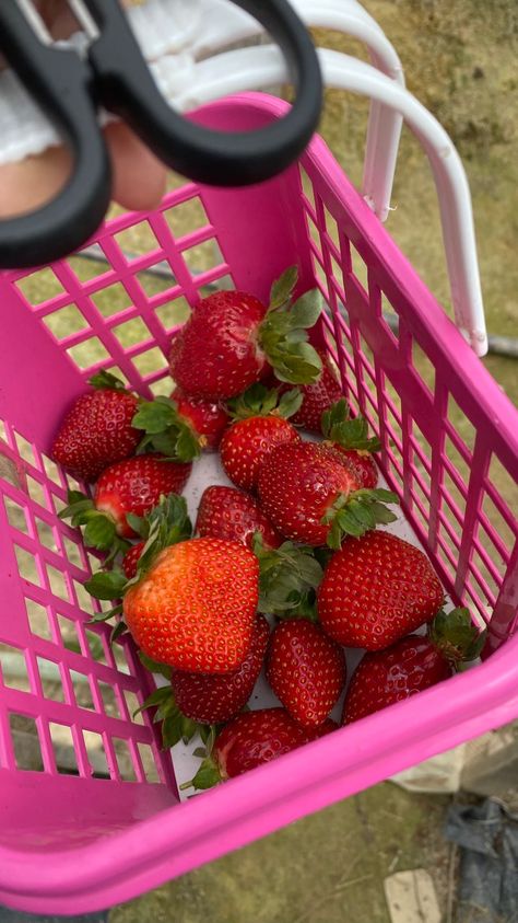 Kebun Strawberry, Strawberry Products, Cameron Highland, Strawberry Farm, Cameron Highlands, Strawberry Picking, Strawberry Milk, Fresh Strawberries, Girly Images