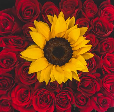 Red Roses Decor, Red Roses And Sunflowers, Roses Decor, Sunflower Season, Sunflower Iphone Wallpaper, Sunflowers And Roses, Red Roses Wallpaper, Mustard Flowers, Sunflowers Background