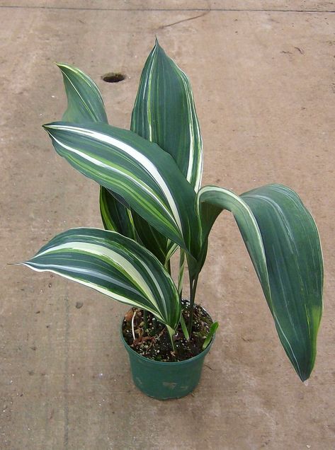 Aspidistra Elatior, Cast Iron Plant, Alpine Plants, Iron Plant, Indoor Flowers, Hardy Plants, Ornamental Plants, Plant Pictures, Foliage Plants