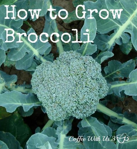 How to Grow Broccoli, from seed to plate.  Every tip for growing broccoli in the garden. Broccoli Growing, Grow Broccoli, Dirt Therapy, Tomato Problems, Tomato Growers, Broccoli Plant, Growing Broccoli, Tomato Growing, Growing Organic Tomatoes