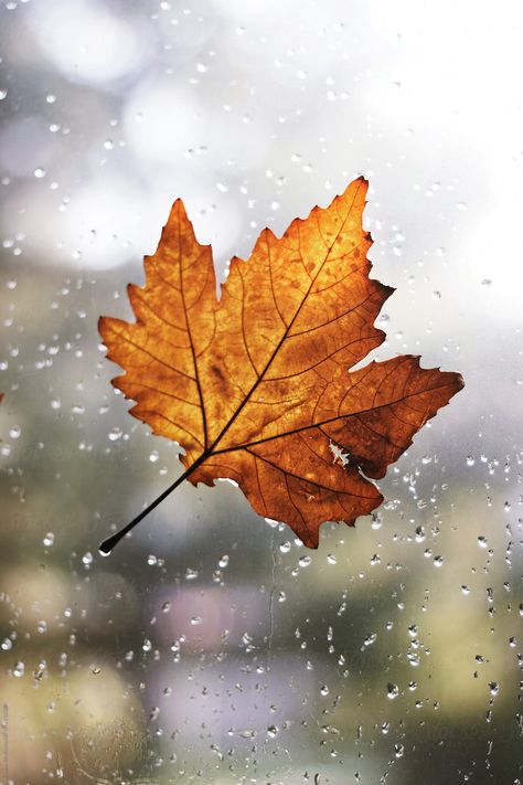 Maple leaf with rain drops attached on window  by Jovana Rikalo for Stocksy United Leaf Photography, Autumn Rain, Theme Nature, Autumn Magic, Autumn Leaves Photography, Autumn Nature, Autumn Scenery, Autumn Leaf, Trik Fotografi