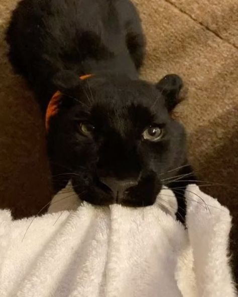 🐾Best videos 🐾 on Instagram: "@luna_the_pantera is such a cute rescued baby 🥹❤️ #animal #animals #cats #bigcat #panther" Baby Panther, Black Panther Cat, Animals Memes, Funny Horse Pictures, Panther Cat, Big Animals, Instagram Family, Funny Horse, Best Videos