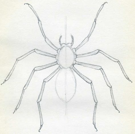 How To Draw Spider. Simple Tutorial. Spider Drawings Simple, Spiders Drawing Simple, How To Draw A Tarantula, Spider Body Drawing, Spider Drawing Tutorial, Bug Drawings Simple, Spider Reference Drawing, Realistic Spider Drawing, Creepy Spider Drawing