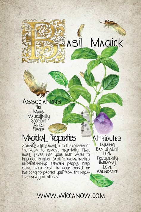 Basil is an ancient healing herb used for centuries in Ayuverdic medicine to treat everything from snakebites to inflammation. Originally from Asia, basil is now found in various cultivars all over the world. The magickal properties of Basil include luck, prosperity, abundance, protection and harmony among many others. #basilmagick #greenwitchcraft #herbology Basil Properties Magic, Magical Properties Of Basil, Basil Magical Uses, Basil In Witchcraft, Basil Witchcraft Uses, Basil Correspondences, Basil Spells, Basil Medicinal Uses, Basil Witchcraft